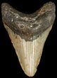 Bargain Megalodon Tooth - North Carolina #45629-1